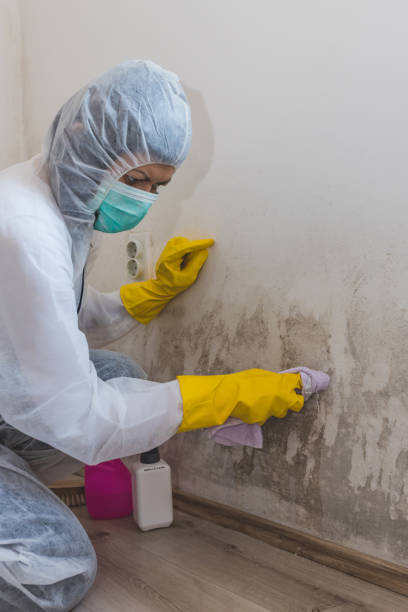 Best Black Mold Removal  in Apopka, FL