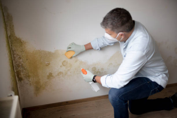 Best Mold Prevention Services  in Apopka, FL